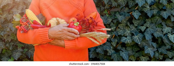 Senior Woman Holding Colorful Autumn Vegetables And Fruits. Thanksgiving, Holiday Fall Festival. Elderly Wrinkled Hands With Harvest Showing Farm Products. Food Sharing, Volunteer Help.