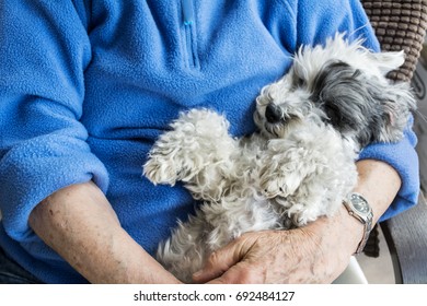  Senior Woman Hugging Her Poodle Dog At Home.