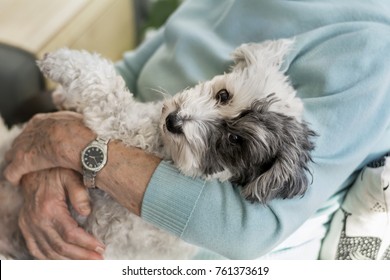 Senior Woman Hugging her Poodle Dog at Home.