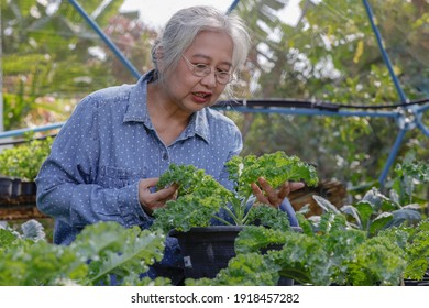 Senior Woman Looking Dow Kale Leaf In The Garden, Weekend Activities.