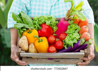 Senior Woman And Many Different Vegetable On Hand. Fresh Vegetables Just Picked From Her Biological Garden There Are Truly And Cultivated By Her Care. Healthy Eating, Vegetarian, Gardening And Nature 