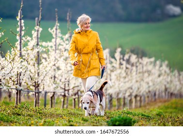 A Senior Woman With A Pet Dog On A Walk In Spring Orchard.