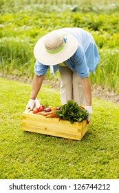 Senior Woman Picking Up The Box Filled Fresh Vegetables