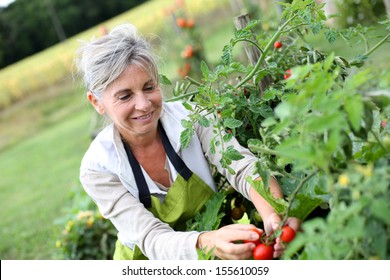 Senior Woman Picking Tomatoes From Vegetable Garden