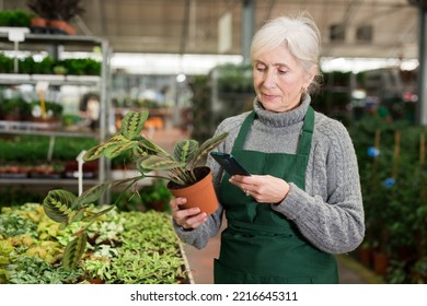 Senior Woman Plant Shop Worker Using Her Smartphone For Stock Accounting, Scanning Barcode.