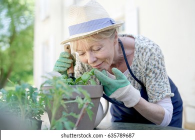 Senior Woman Planting Aromatic Herbs In Pot