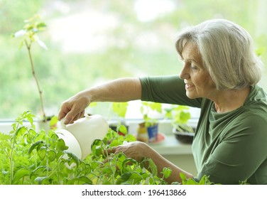 Senior Woman Planting Green Sprouts At Home