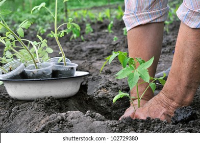 Senior Woman Planting A Tomato Seedling