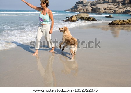 Similar – Dog, Labrador standing on the stairs