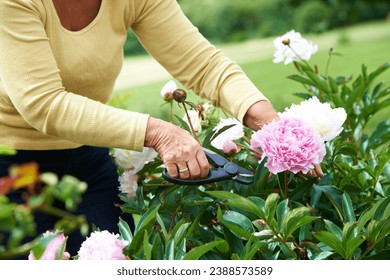 Senior, woman and shears for pruning of flowers in garden, backyard or outdoors for care, wellness or health. Elderly person, grandmother and retired with tool in nature, plants or peonies for peace - Powered by Shutterstock