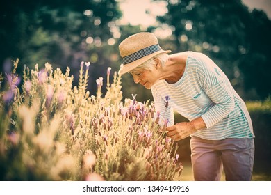 Senior Woman Smelling Flowers In Garden