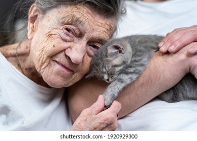 Senior woman tenderness, kisses cute gray Scottish Straight kitten on couch at nursing home with volunteer. Kitty therapy. Grandmother and adult grandson stroking, spending time together with pet. - Powered by Shutterstock