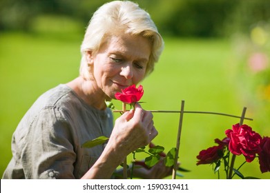 Senior Woman Tending To Rose Bush