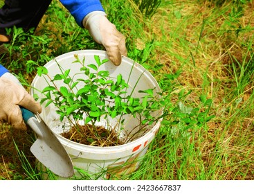 Senior woman transplants the plant from the forest into the garden. prepared for seasonal planting transplantation in park or backyard. - Powered by Shutterstock