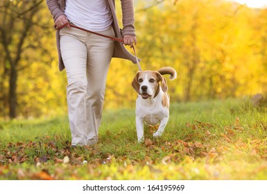 Senior Woman Walking Her Beagle Dog In Countryside