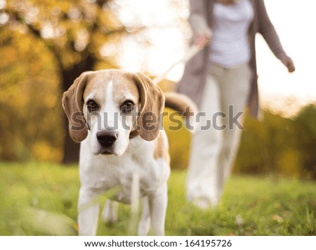 Similar – Image, Stock Photo walk Pet Dog 1 Animal Jump