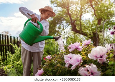 Senior woman watering tree peonies in bloom with watering can in spring garden. Gardener taking care of flowering plants - Powered by Shutterstock