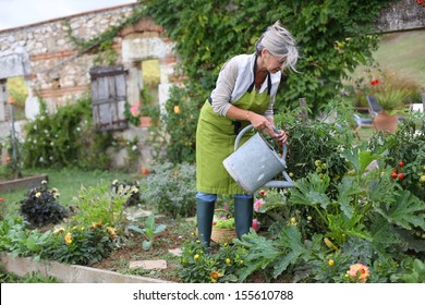 Senior woman watering vegetable garden