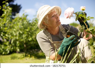 Senior Woman Wearing Sun Hat Checking Flowers In Garden Outdoors. Copy Space.