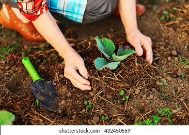 The senior woman work in the garden. - Powered by Shutterstock