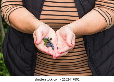 Senior Woman's Hands Holding Wild Blueberries With Green Leaves In Front Of You. Old Woman Picking Handful Of Wild Blueberries In Moutains Forest. Summer Harvesting. Healthy Eating Concept.