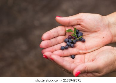 Senior Woman's Hands Holding Wild Blueberries With Green Leaves Over Nature Background. Summer Harvesting. Old Woman Picking Handful Of Wild Blueberries In Moutains Forest. Healthy Eating Concept.