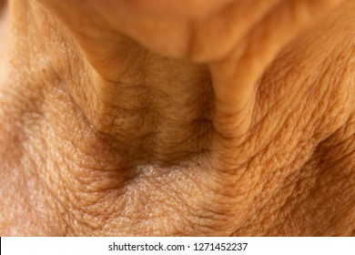 Senior Woman's Wrinkled Neck, Medicine, Close Up & Macro Shot, Selective Focus, Asian Body Skin Part, Healthcare Concept