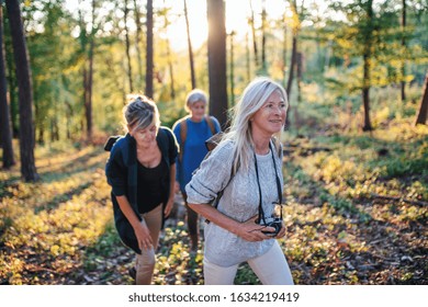 Senior Women Friends Outdoors In Forest, Walking.