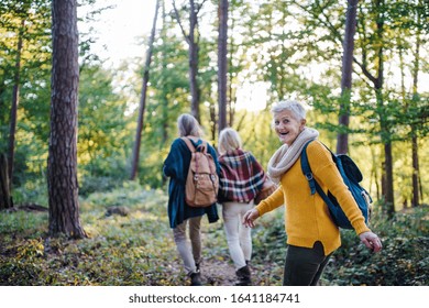 Senior Women Friends Walking Outdoors In Forest.