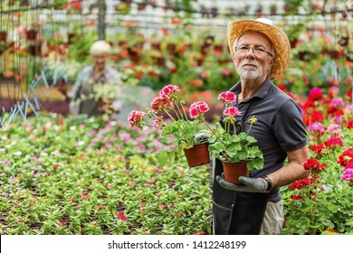 Senior worker holding geranium flowers while working in a garden center and looking at camera.  - Powered by Shutterstock