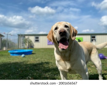 Senior Yellow Lab, Playful Family Dog Playing Outside In Green Grass On Summer Day 