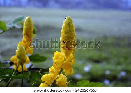 Senna alata blooms beautifully yellow 
