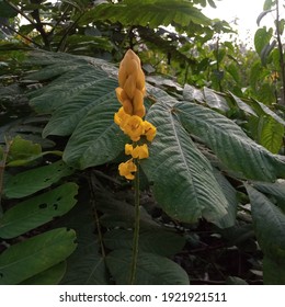 Senna Alata Flowers Bloom In The Garden. Yellow Candle Stick Flower. Cassia Flower In The Garden