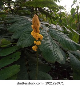 Senna Alata Flowers Bloom In The Garden. Cassia Flower In The Garden. Yellow Candle Stick Flower