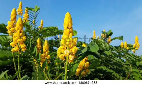 Senna Alata Images Stock Photos Vectors Shutterstock