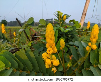Senna alata, this plant is also known as: Candle Bush, Empress Candle Plant, Candelabra Bush or Ringworm Tree. This plant is a shrub or small tree that is used as an ornamental and cultivated plant