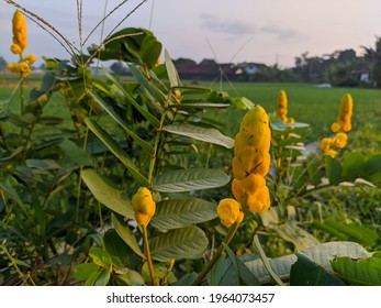 Senna alata, this plant is also known as: Candle Bush, Empress Candle Plant, Candelabra Bush or Ringworm Tree. This plant is a shrub or small tree that is used as an ornamental and cultivated plant