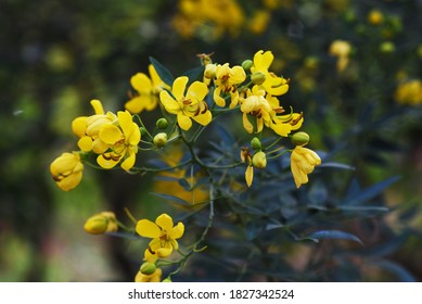 Mexican Buttercup