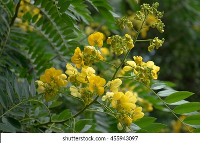 Senna siamea, Cassod tree, Yellow flowers