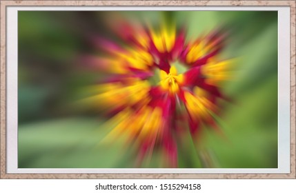 Sense Of Aliveness, Flowers At Downtown Santa Cruz, California