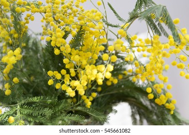 Sensitive Plant, Mimosa