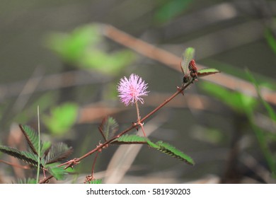 Sensitive plant, Mimosa pudica flower sleepy