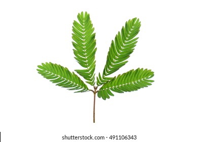 Sensitive Plant On White Background. (mimosa Pudica Plant)