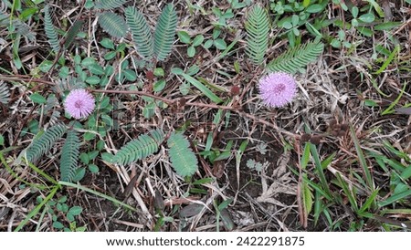Sensitive plant, Sleepy plant, The touch-me-not, Mimosa pudica plants and purple flower, Close up Macro shot, Selective focus, Abstract background