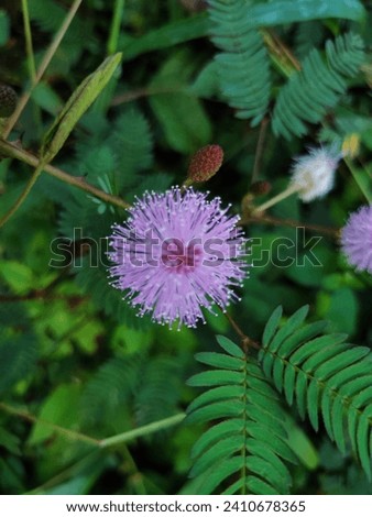 Sensitive Plant Splendor: Natural Bloom of Mimosa pudica Flowers with Lush Green Leaves