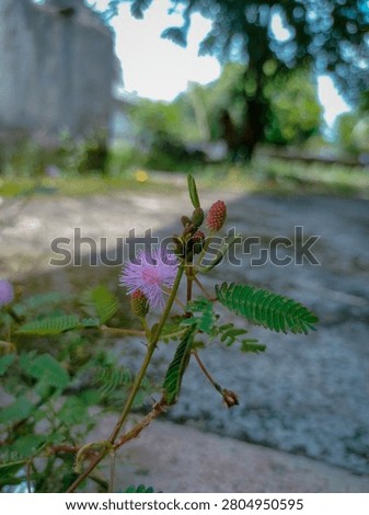 sensitive plant whose leaves are about to close 