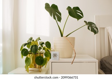 CO₂ Sensor Monitor. Indoor Air Quality Sensor. Healthy Life Environment. Control Ventilation In Your Levels Airflow In The Room. Carbon Dioxide Levels.  Monstera Deliciosa And Pilea Green House Plants