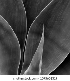 Sensual Agave Plant With High Texture And Dramatic Contrast