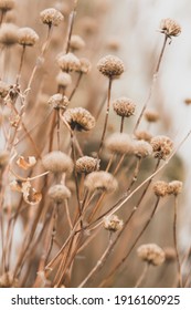 Sensual Delicate Beige Background: Delicate Dry Flower In Winter In February In Chicago