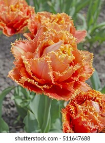 Sensual Touch Tulip. Beautiful Colorful Tulips In Garden.